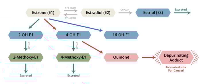 DUTCH_BlogPost_Graphic_112223_EstrogenPathways1