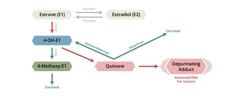 DUTCH_BlogPost_Graphic_112223_EstrogenPathways2